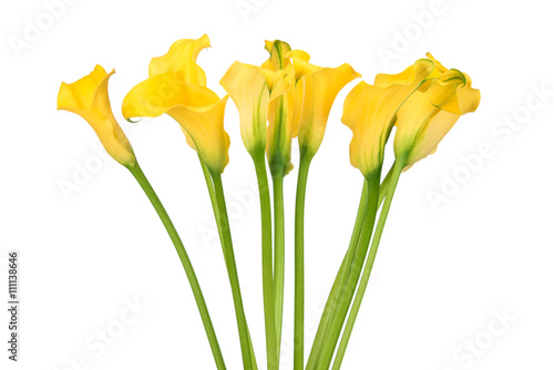 Bunch of callas on white background