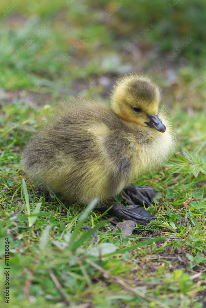 Canadian Goose chick near parents on grass