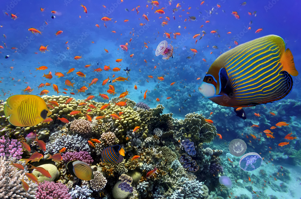 Obraz Rafa koralowa i tropikalna ryba w Morzu Czerwonym