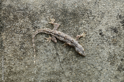 Lizard camouflaged on the wall