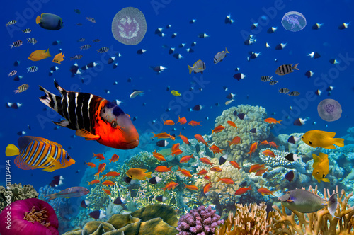 Fototapeta Naklejka Na Ścianę i Meble -  Colorful reef underwater landscape with fishes and corals