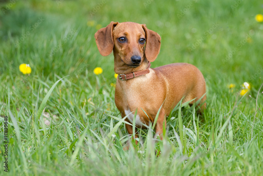 Beautiful dog of dachshund