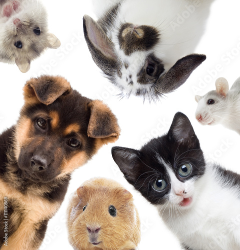 Fototapeta Naklejka Na Ścianę i Meble -  set of pets