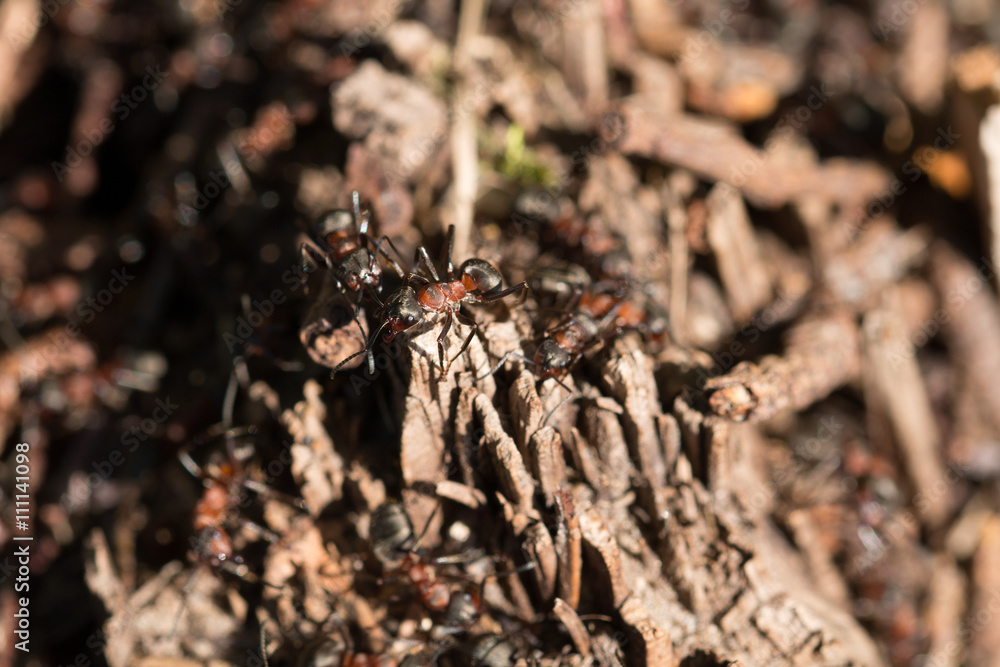 Ameisenhaufen mit Waldameisen
Anthill with forest ants