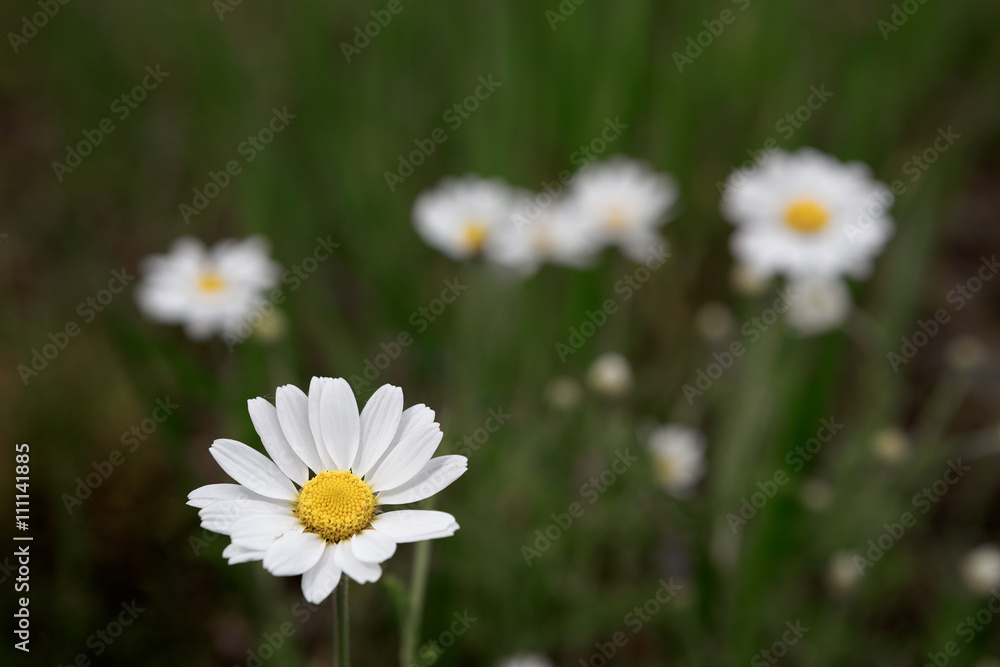 Wild camomile daisy flowers growing on green meadow, Wild camomile daisy flowers growing on green meadow,