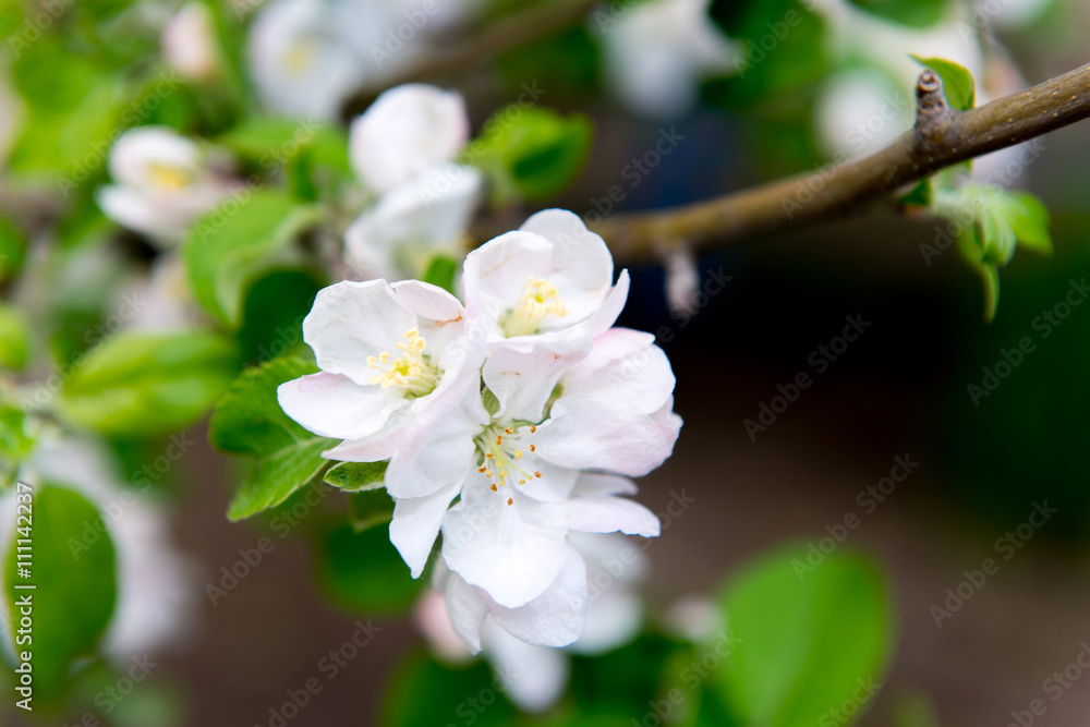 A blooming branch of apple tree in spring. Apple spring garden, gardening. Care, crop planting apple trees. A blooming branch of apple tree in spring. Apple spring garden, gardening. Care, crop planting apple trees.