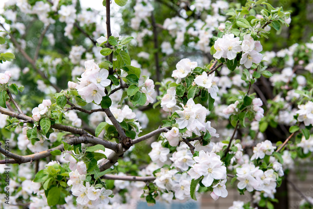 A blooming branch of apple tree in spring. Apple spring garden, gardening. Care, crop planting apple trees. A blooming branch of apple tree in spring. Apple spring garden, gardening. Care, crop planting apple trees.