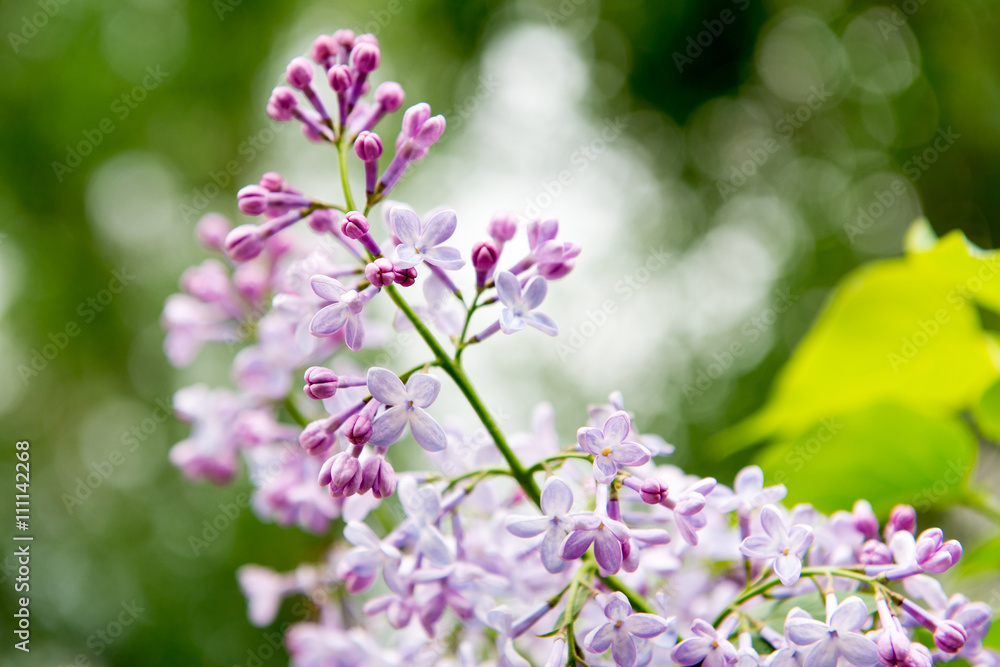 blooming lilacs. Garden blooming lilac in the spring. The scent of lilacs. Gardening, pruning and caring for shrubs lilac. blooming lilacs. Garden blooming lilac in the spring. The scent of lilacs. Gardening, pruning and caring for shrubs lilac.