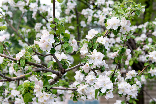 A blooming branch of apple tree in spring. Apple spring garden, gardening. Care, crop planting apple trees.