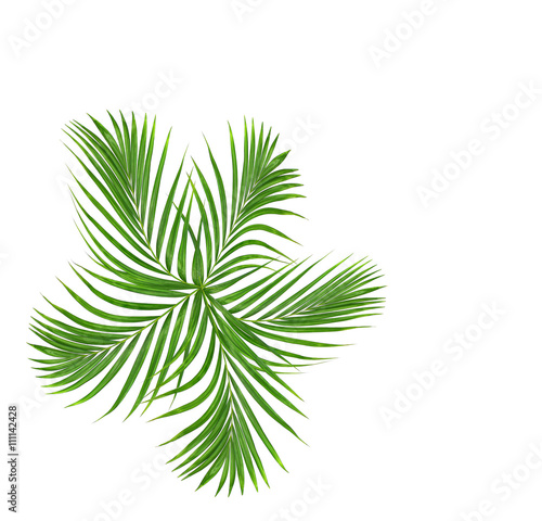 Green leaf of palm tree background