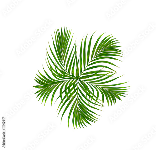 Green leaf of palm tree background