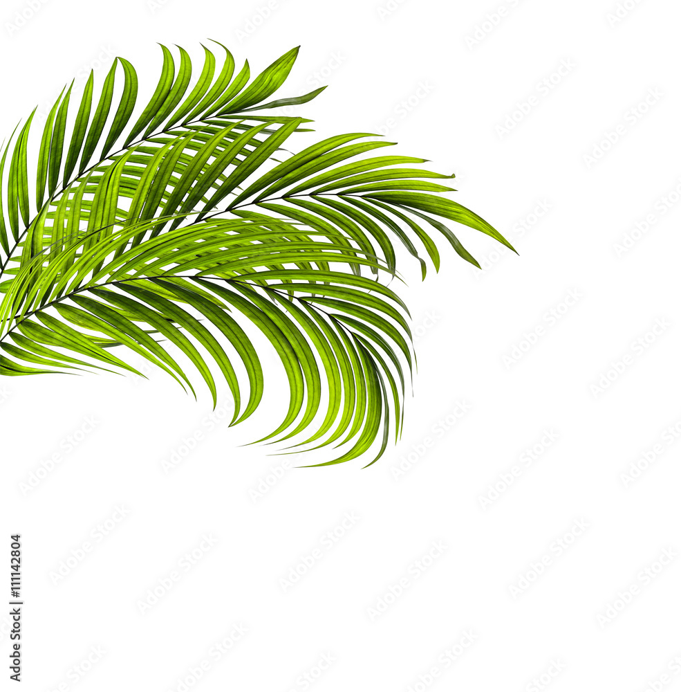 Green leaf of palm tree on white background Green leaf of palm tree on white background