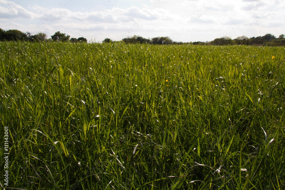 Grass and cloudy sky from low down Grass and cloudy sky from low down