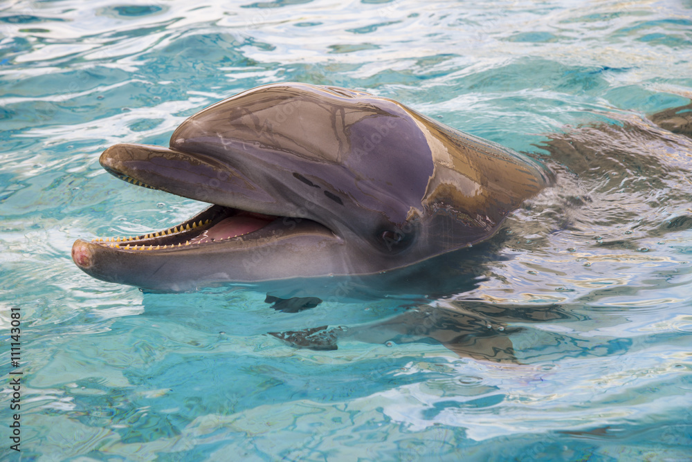 Naklejka premium 海豚