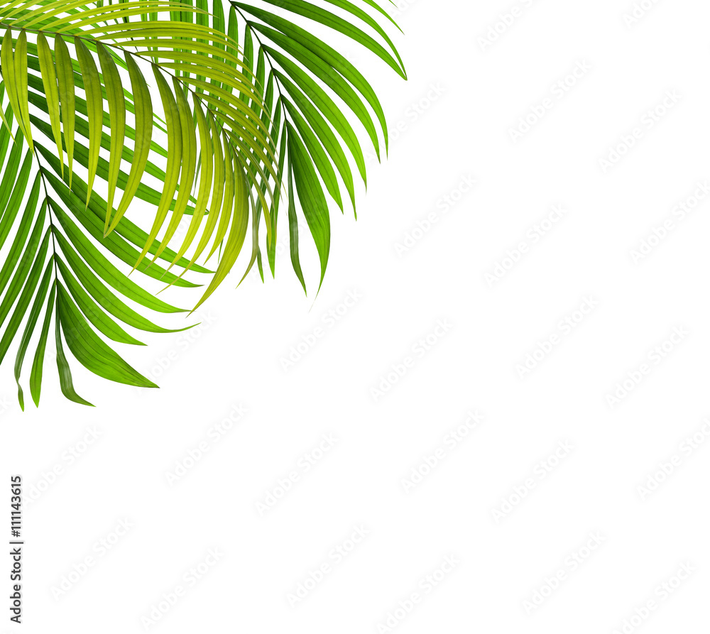 Green leaf of palm tree background