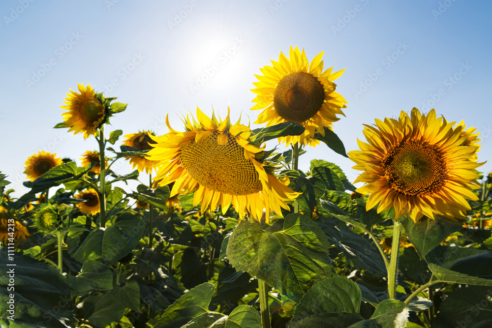 Sunflowers in the field against sky