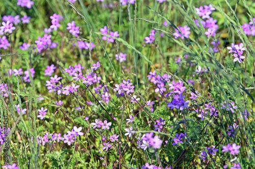 lila blühende Blumen im Gras