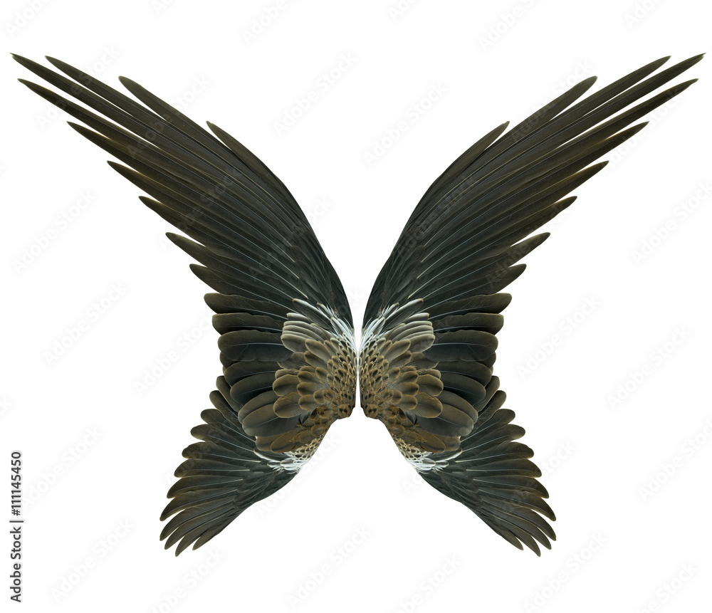 Wings isolated on white Wings isolated on white
