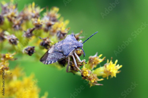 Shield bug ( Carpocoris purpureipennis)