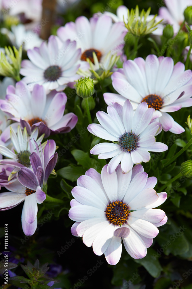 Dimorphotheca, white and purple daisy flowers Dimorphotheca, white and purple daisy flowers