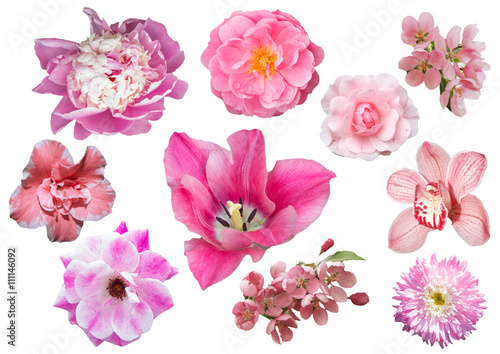 Collection of pink flowers isolated on white background