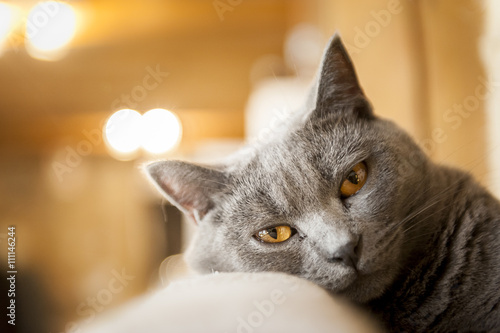 Obraz na plátne Chartreux gris