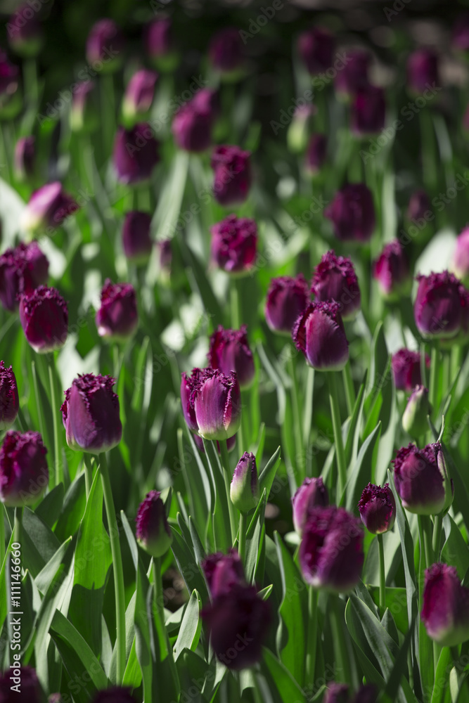 Purple tulips