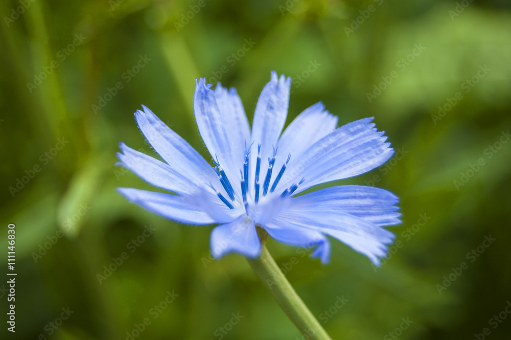 Wallpaper macro Blue Flower central position Wallpaper macro Blue Flower central position