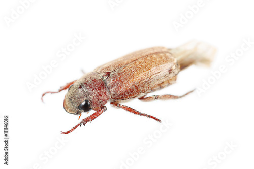 One cockchafer isolated on white