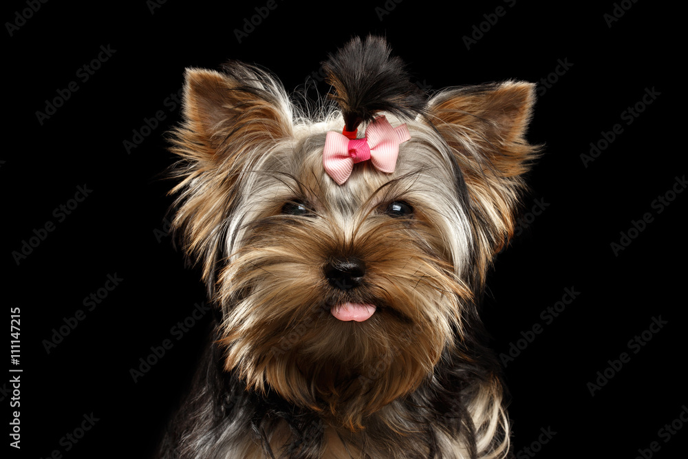 Closeup Portrait of Happy Yorkshire Terrier Puppy Showing tongue and Looking in camera Isolated on Black Background