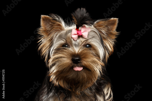 Closeup Portrait of Happy Yorkshire Terrier Puppy Showing tongue and Looking in camera Isolated on Black Background