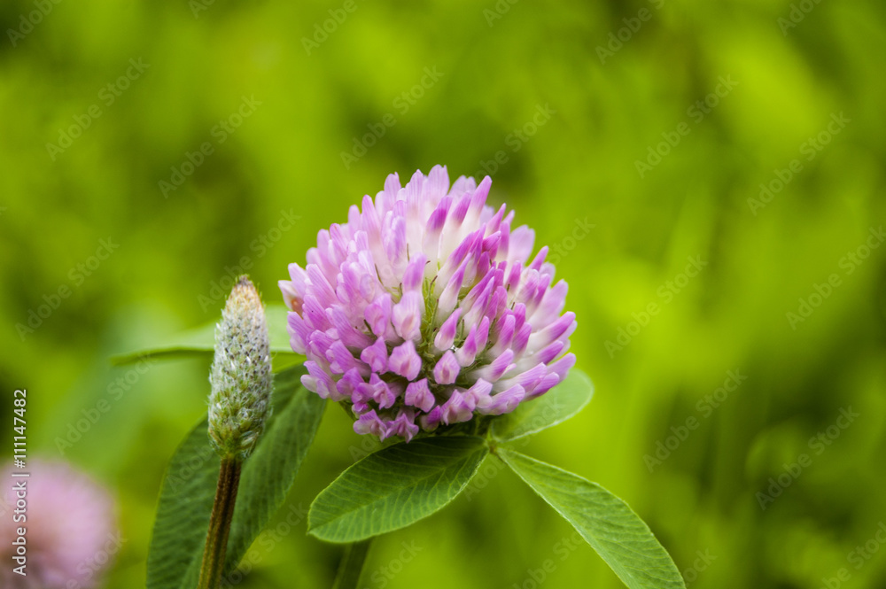 Wallpaper Macro Fuchsia Flower