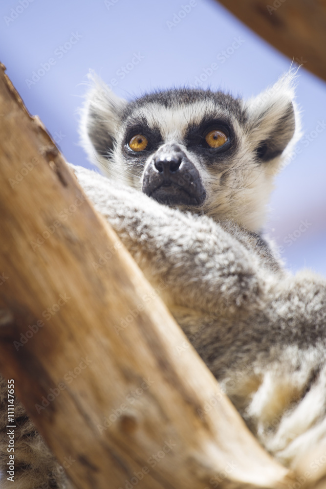 Obraz premium lemur