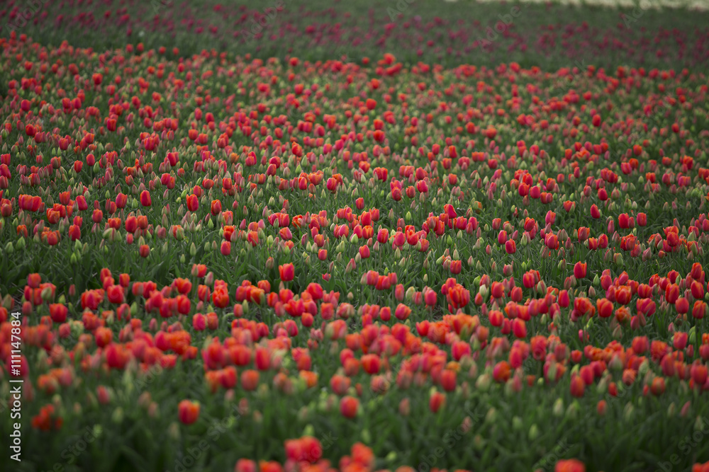 field with red tulips