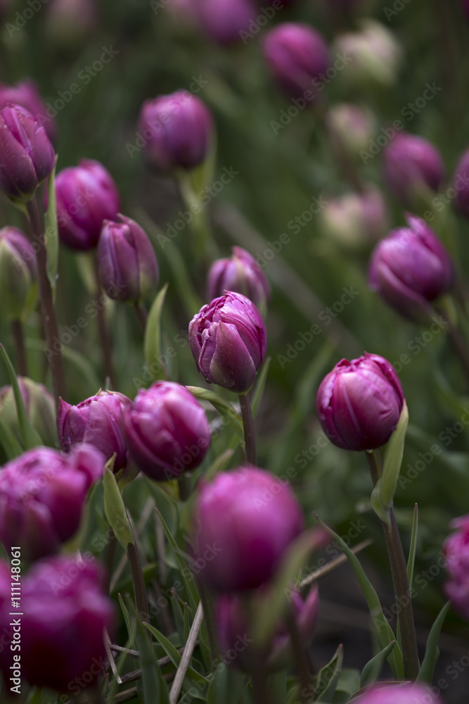 Fototapeta premium Purple tulips