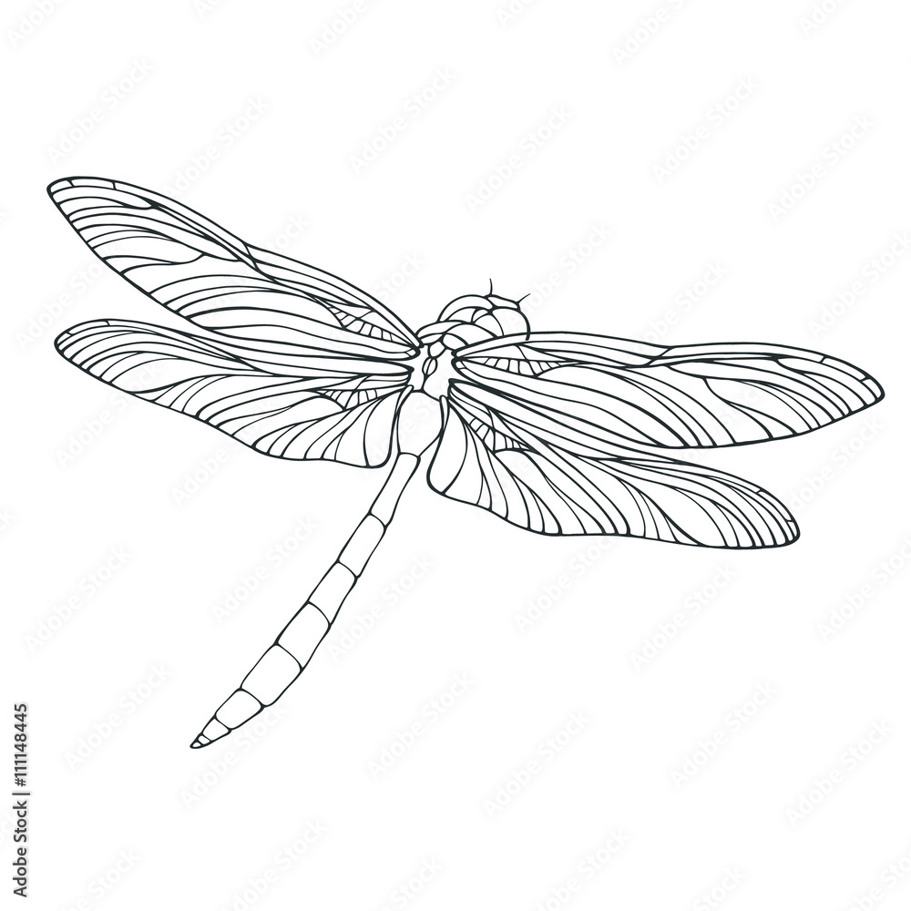 Vector outline dragonfly illustration isolated Vector outline dragonfly illustration isolated