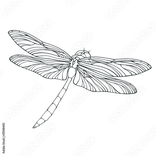 Vector outline dragonfly illustration isolated