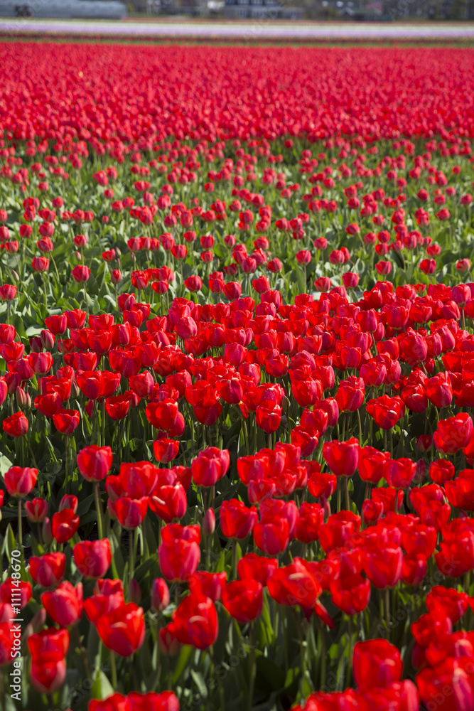 field with red tulips