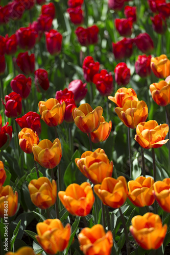 pink  red and orange tulip