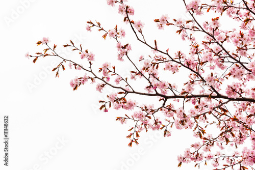 Cherry blossom or sakura tree isolated