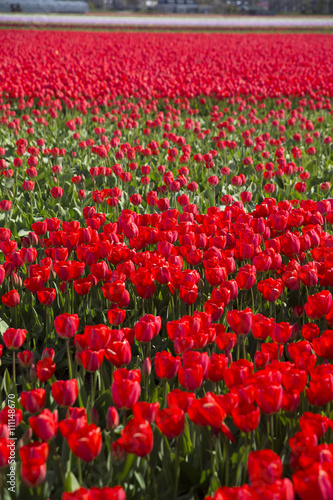 field with red tulips