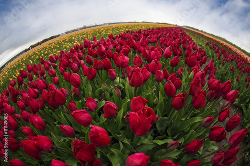 pink  red and orange tulip