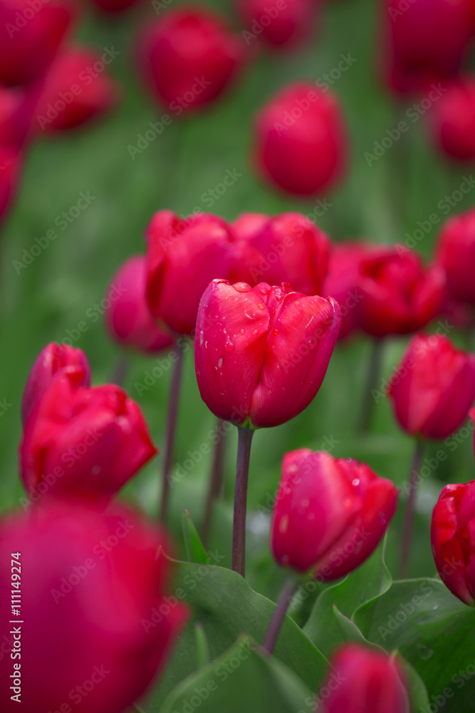 field with red tulips field with red tulips