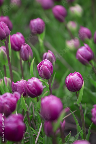 Purple tulips