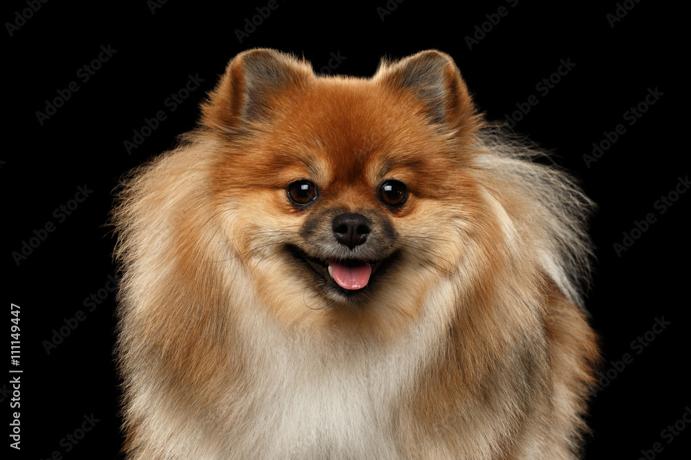 Closeup portrait of Fluffy Red Pomeranian Spitz Dog Looking in Camera isolated on Black Background, Front view