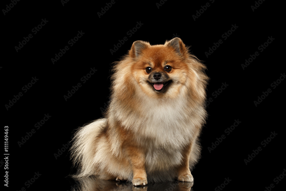 Fluffy Cute Red Pomeranian Spitz Dog Sitting and Looking in Camera isolated on Black Background, Front view