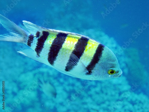Maledivischer Fisch am Hausriff