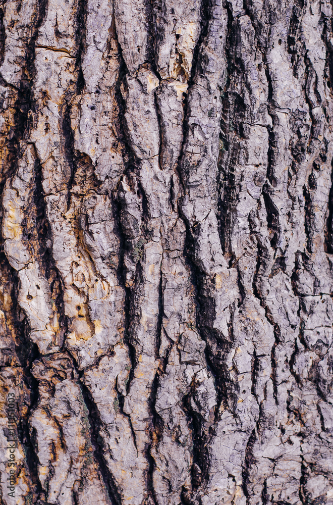 Closeup texture wood Closeup texture wood