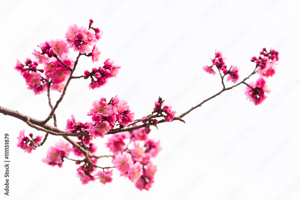 Fototapeta premium pink cherry blossom isolated on white