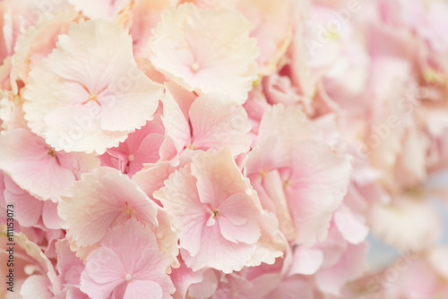 Close up of Hydrangea flower